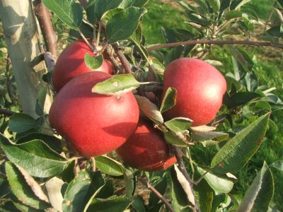 Braeburn Fr�chte am Baum.jpg