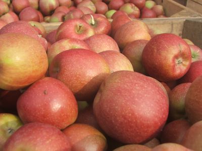 Braeburn in Grosskiste.jpg