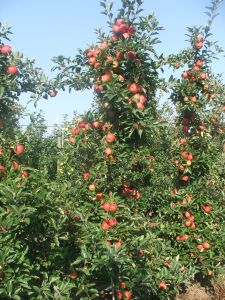 Elstar Einzelbaum erntereif 2.jpg