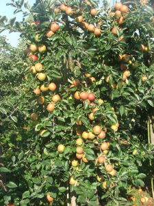 Holsteiner Cox Einzelbaum erntereif.jpg