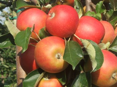 Holsteiner Cox zur Ernte.jpg