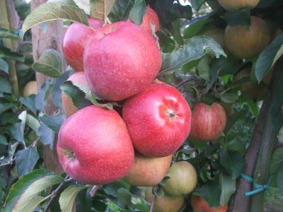 Jonagored  Fr�chte am Baum 1.jpg