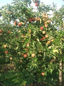 Jonagored Baum 2.jpg