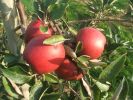 Braeburn Fr�chte am Baum.jpg