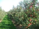 Elstar Paten Obstanlage zur Ernte.jpg