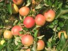 Jonagold Fr�chte am Baum 1.jpg