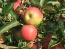 Jonagold Fr�chte am Baum 2.jpg